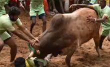 Injuries Mar Alanganallur Jallikattu