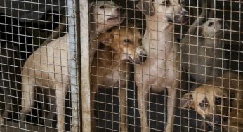 Supreme Court Hears Pleas on ‘Jailing’ Stray Dogs