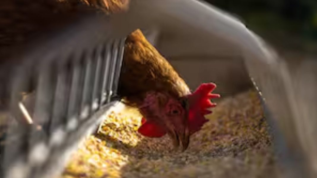 Bird Flu Outbreak Confirmed, 5,000 Birds To Be Culled