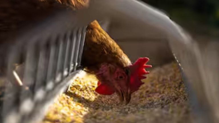 Bird Flu Outbreak Confirmed, 5,000 Birds To Be Culled