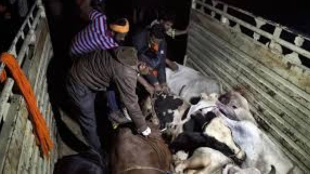Mathura Tense After Cow Protector’s Killing