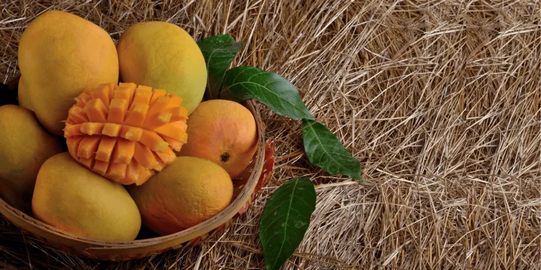 Alphonso: Why the ‘Queen of Mangoes’ Faces a Golden but Volatile 2026 Season