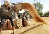 MP Wheat Procurement Crisis: Delays, Low Market Prices Push Over 6 Lakh Farmers Into Debt MP Wheat Procurement Crisis: Delays, Low Market Prices Push Over 6 Lakh Farmers Into Debt