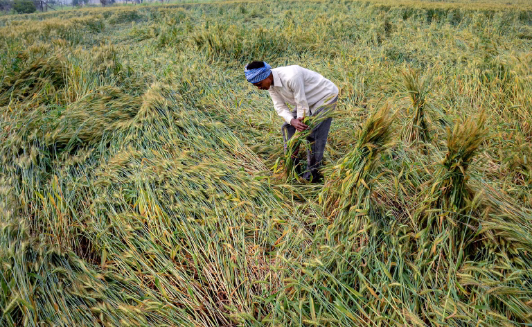 Unseasonal Rain Brings Relief To Cities, But Ravages Rabi Crops Across States