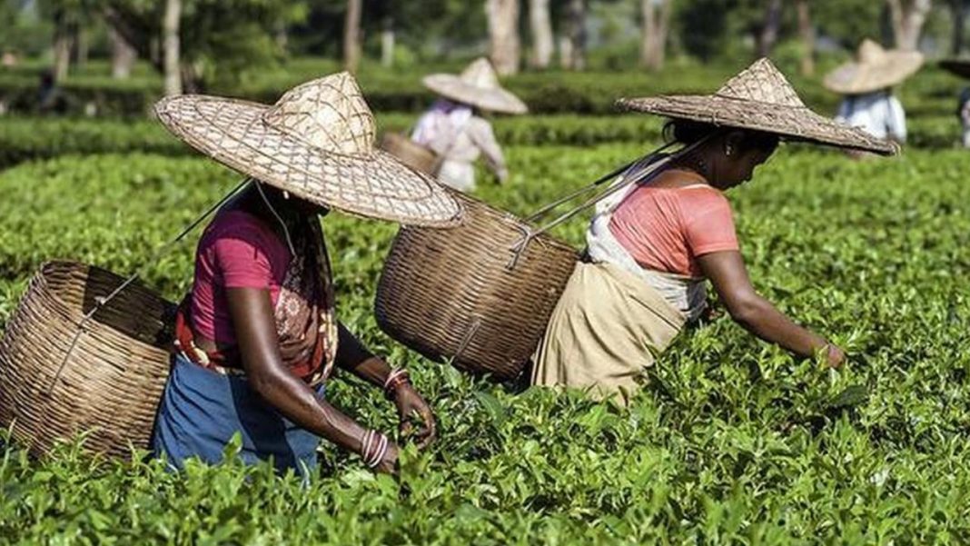 Low Wages, Rising Costs: Tea Workers Weigh Options Before Polls