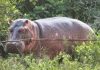 Anant Ambani Steps In As Colombia Plans Hippo Cull Anant Ambani Steps In As Colombia Plans Hippo Cull