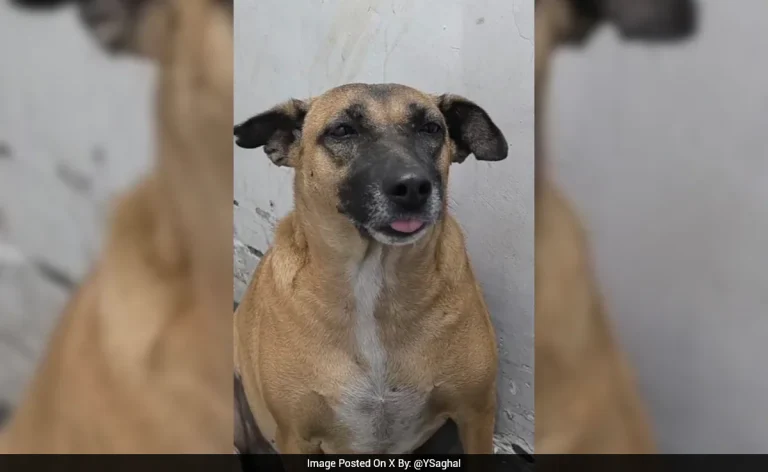 ‘Where Is Kaddu?’ Row Grows As Missing Stray Dogs At Delhi Airport Spark Welfare Debate