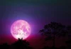 Pink Moon 2026: Date, Timings, Meaning And Why April’s Full Moon Won’t Actually Look Pink Pink Moon 2026: Date, Timings, Meaning And Why April’s Full Moon Won’t Actually Look Pink