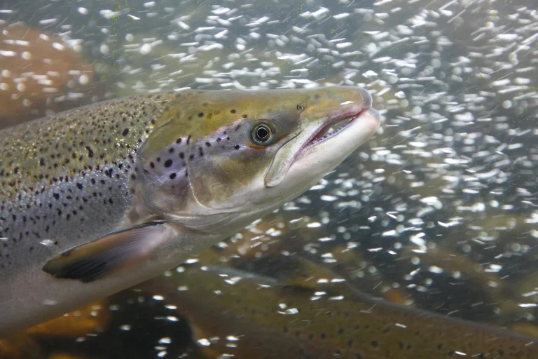 Cocaine Pollution Makes Salmon Swim Farther, Alters Marine Behaviour: Study Finds
