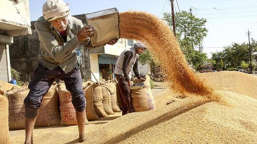 MP Wheat Procurement Crisis: Delays, Low Market Prices Push Over 6 Lakh Farmers Into Debt