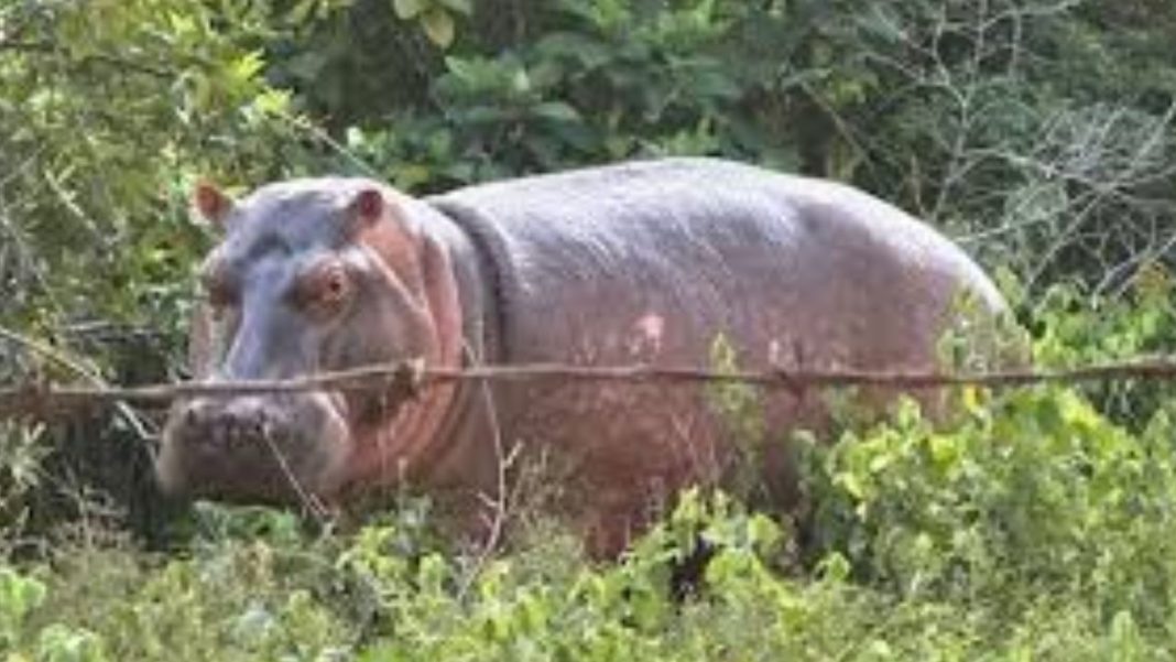 Anant Ambani Steps In As Colombia Plans Hippo Cull
