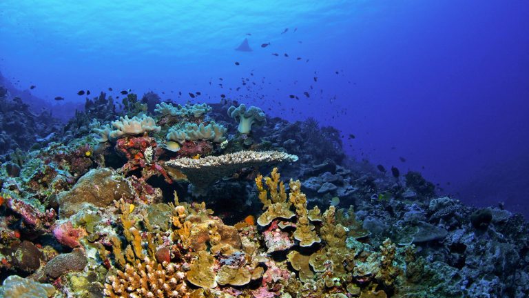 Andaman's Deep-Sea Ambition: Two Underwater World Records in the Making