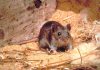 Can Common House Mice Spread Hantavirus? Here’s What Experts Say Can Common House Mice Spread Hantavirus? Here’s What Experts Say