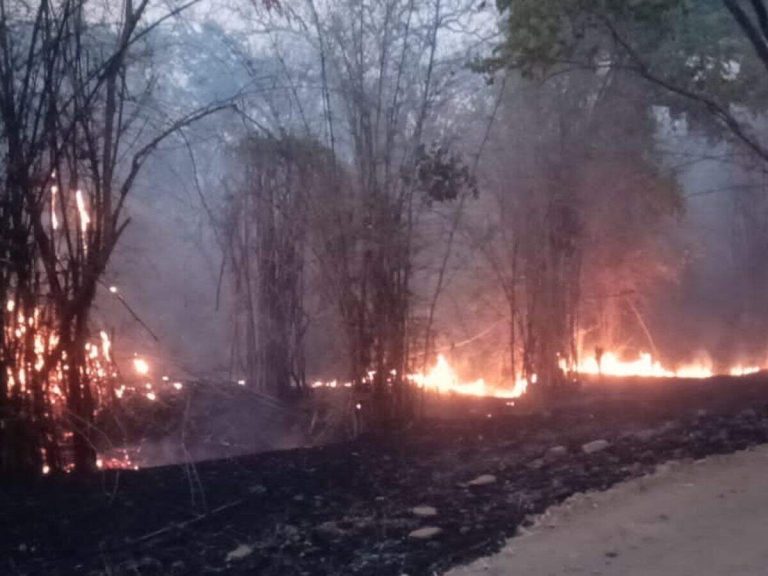Forest Fires Rage Across 12 States Amid Heatwave; Madhya Pradesh Worst Hit