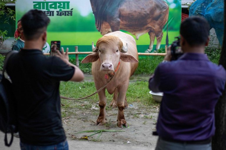 Viral Albino Buffalo Named “Donald Trump” Draws Massive Crowds In Bangladesh Ahead Of Bakrid 2026