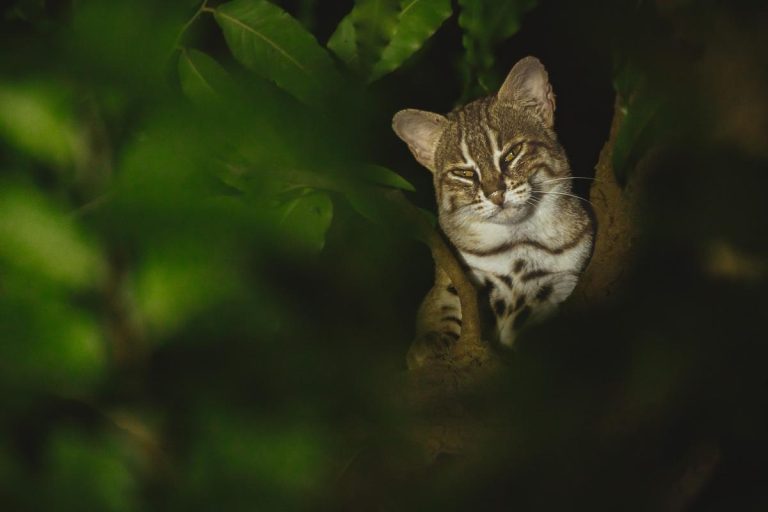 Tiny Predator, Big Discovery: World’s Smallest Wildcat Breeding Near Delhi