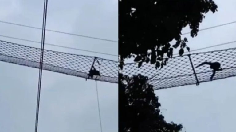 Assam Sanctuary Records Rare Hoolock Gibbon Crossing Over Railway Line