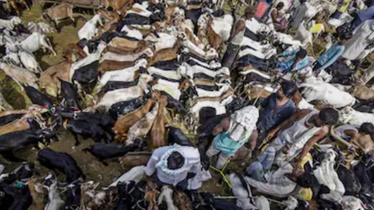 Tension Erupts In Mira Road Over Goats Ahead Of Bakrid