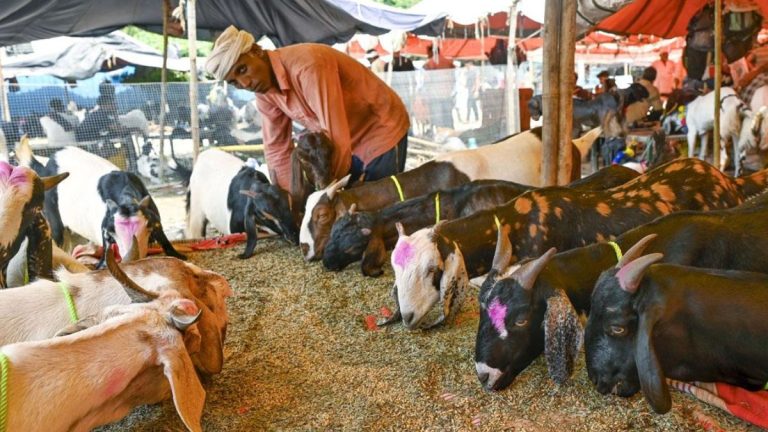 Bakri Eid 2026: Delhi Warns Of Action Over Illegal Animal Sacrifice