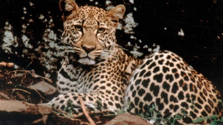 Delhi Declaration Set for Big Cat Summit 2026