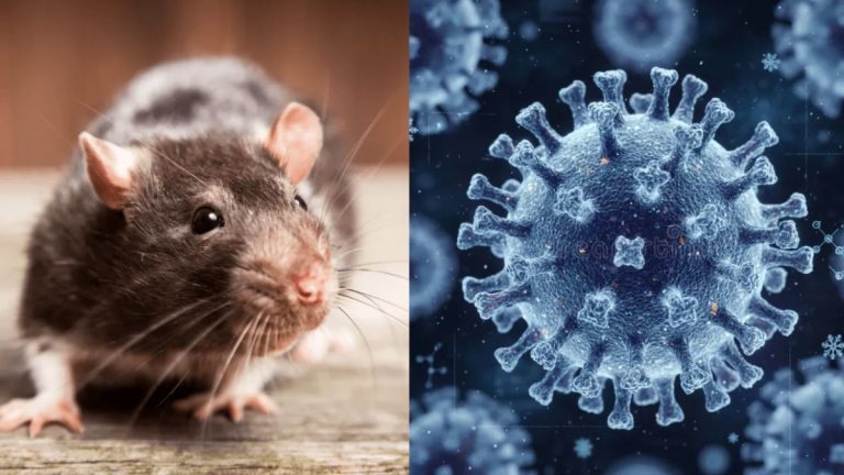No Human Transmission Of Hantavirus Reported In India So Far