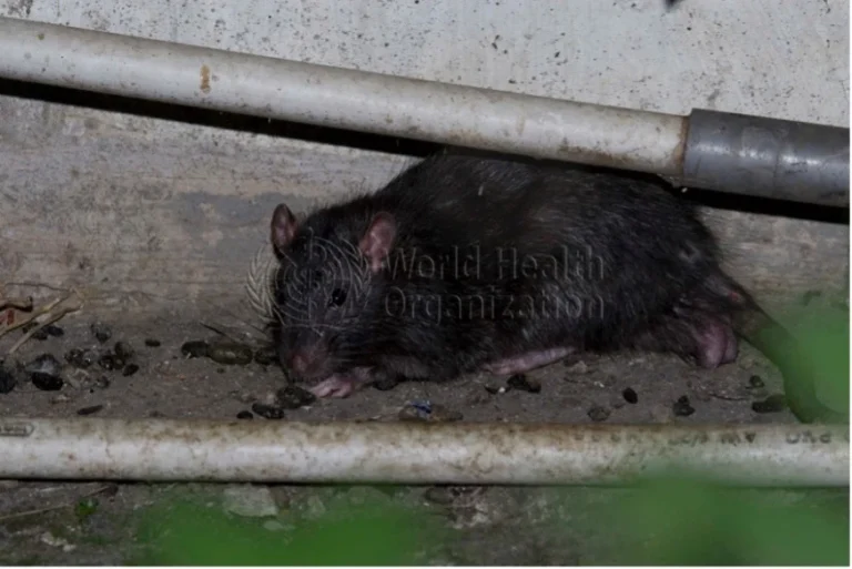 Hantavirus Alert: WHO Issues Advisory After Deaths On Cruise Ship In Atlantic