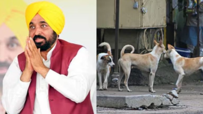 Punjab To Remove Stray Dogs From Public Areas After SC Order: Bhagwant Mann