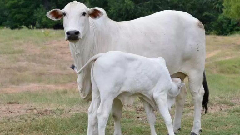 Muslim Groups Back Demand To Declare Cow National Animal