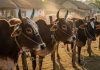 Cow National Animal Demand Revives Constitutional Debate Cow National Animal Demand Revives Constitutional Debate