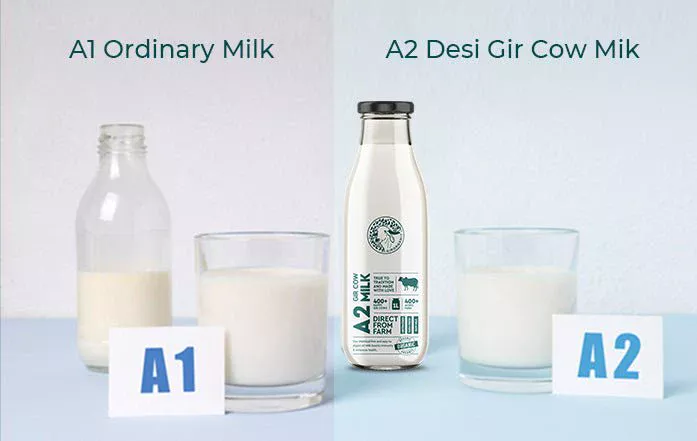 A1 vs A2 Milk: What’s The Difference And Which One Should You Choose?
