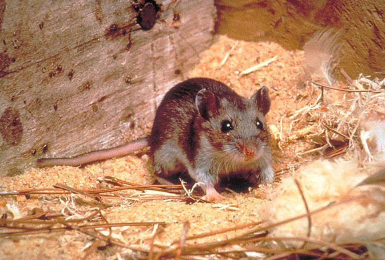 Can Common House Mice Spread Hantavirus? Here’s What Experts Say