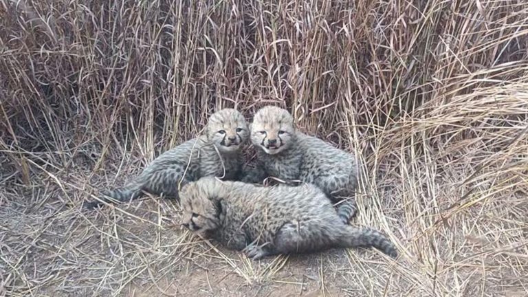 4 Cheetah Cubs Found Dead In Kuno National Park, Predation Suspected