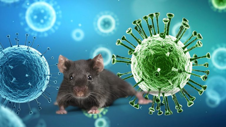 Hantavirus vs Norovirus vs COVID-19: Key Symptoms, Risks And How These Viral Infections Differ