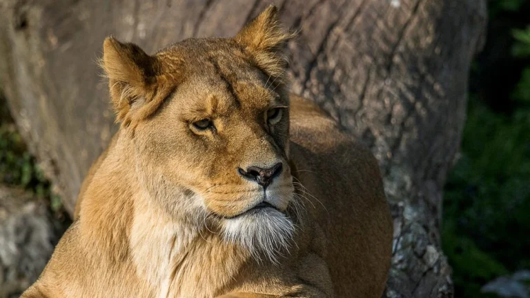 Nairobi: Exploring the Wildlife Capital of the World
