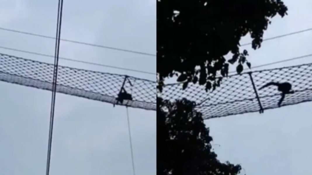 Assam Sanctuary Records Rare Hoolock Gibbon Crossing Over Railway Line