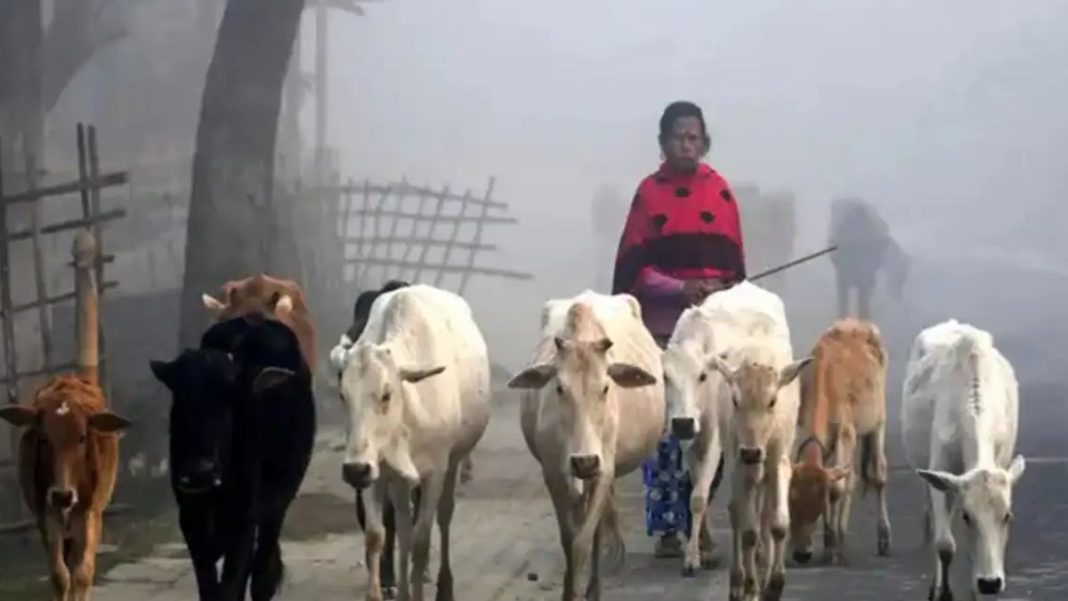 West Bengal Issues New Animal Slaughter Rules, Makes Fit Certificate Mandatory