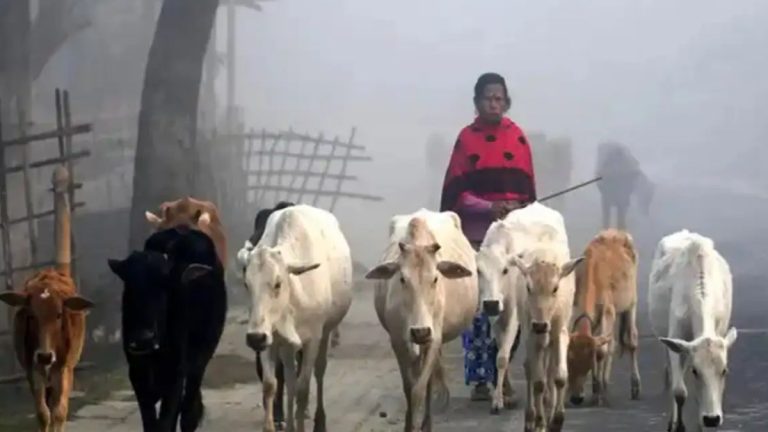 West Bengal Issues New Animal Slaughter Rules, Makes Fit Certificate Mandatory