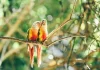Scientists Discover Masturbation Is Common Among Birds, Say It Is Natural, Healthy And Evolutionarily Beneficial Scientists Discover Masturbation Is Common Among Birds, Say It Is Natural, Healthy And Evolutionarily Beneficial