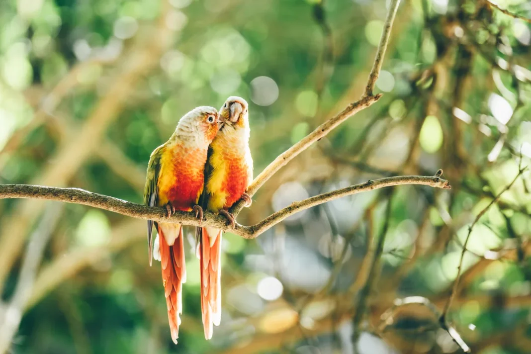 Scientists Discover Masturbation Is Common Among Birds, Say It Is Natural, Healthy And Evolutionarily Beneficial
