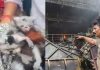 Cats Rescued As Deadly Lucknow Fire Claims 15 Lives Cats Rescued As Deadly Lucknow Fire Claims 15 Lives