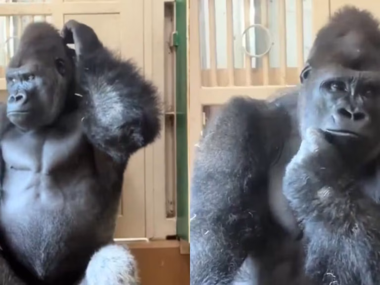 Heartbroken Gorilla Kiyomasa Becomes the Internet’s Most Relatable Meme, Here's Why?