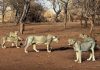 Wildlife Board Members Raise Alarm Over Gir Lion Habitat Wildlife Board Members Raise Alarm Over Gir Lion Habitat