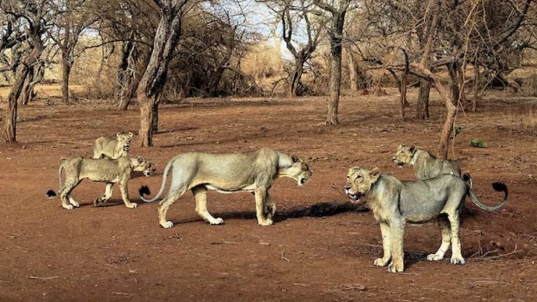Wildlife Board Members Raise Alarm Over Gir Lion Habitat