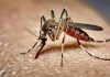 Google’s Plan To Release 64 Million Mosquitoes Sounds Scary — But Scientists Say It Could Save Lives Google's Plan To Release 64 Million Mosquitoes Sounds Scary — But Scientists Say It Could Save Lives