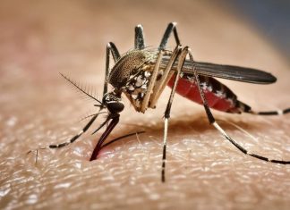 Google’s Plan To Release 64 Million Mosquitoes Sounds Scary — But Scientists Say It Could Save Lives Google's Plan To Release 64 Million Mosquitoes Sounds Scary — But Scientists Say It Could Save Lives