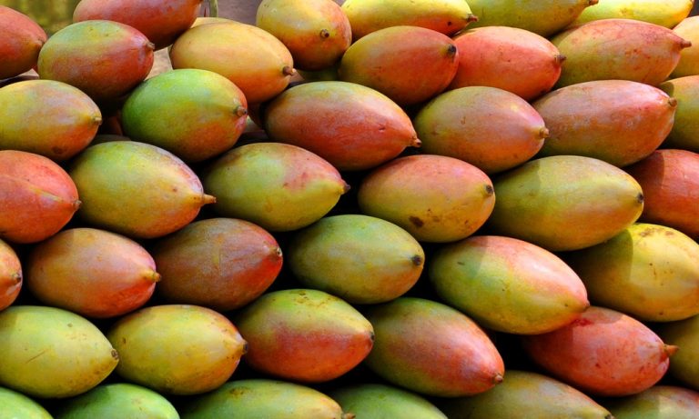 Tamil Nadu Mango Farmers Face Massive Losses As Totapuri Prices Crash To Rs 3 Per Kg