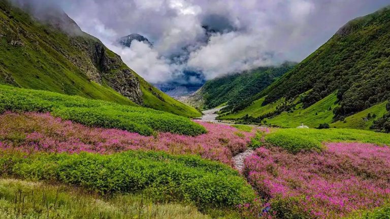 Haryana Tourist Missing In Valley Of Flowers, Search Intensifies
