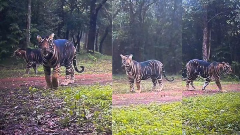 World’s Rarest Black Tiger Family Captured Together in Odisha’s Similipal Reserve