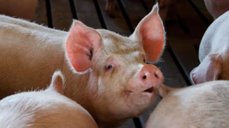 Meghalaya Tightens Curbs As African Swine Fever Cases Rise