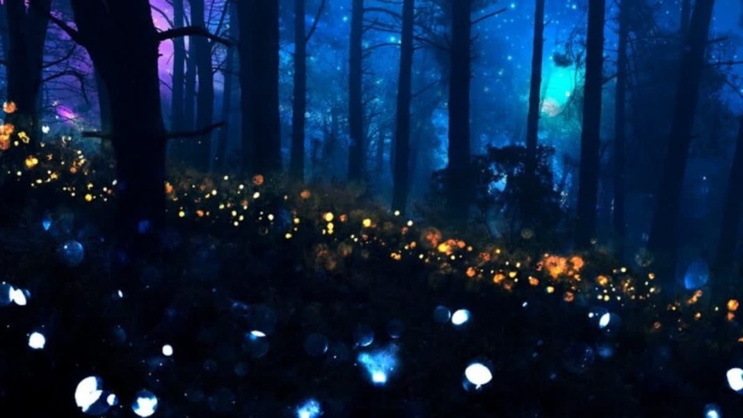 7 Magical Places In India To Witness Fireflies Lighting Up The Night Sky In June